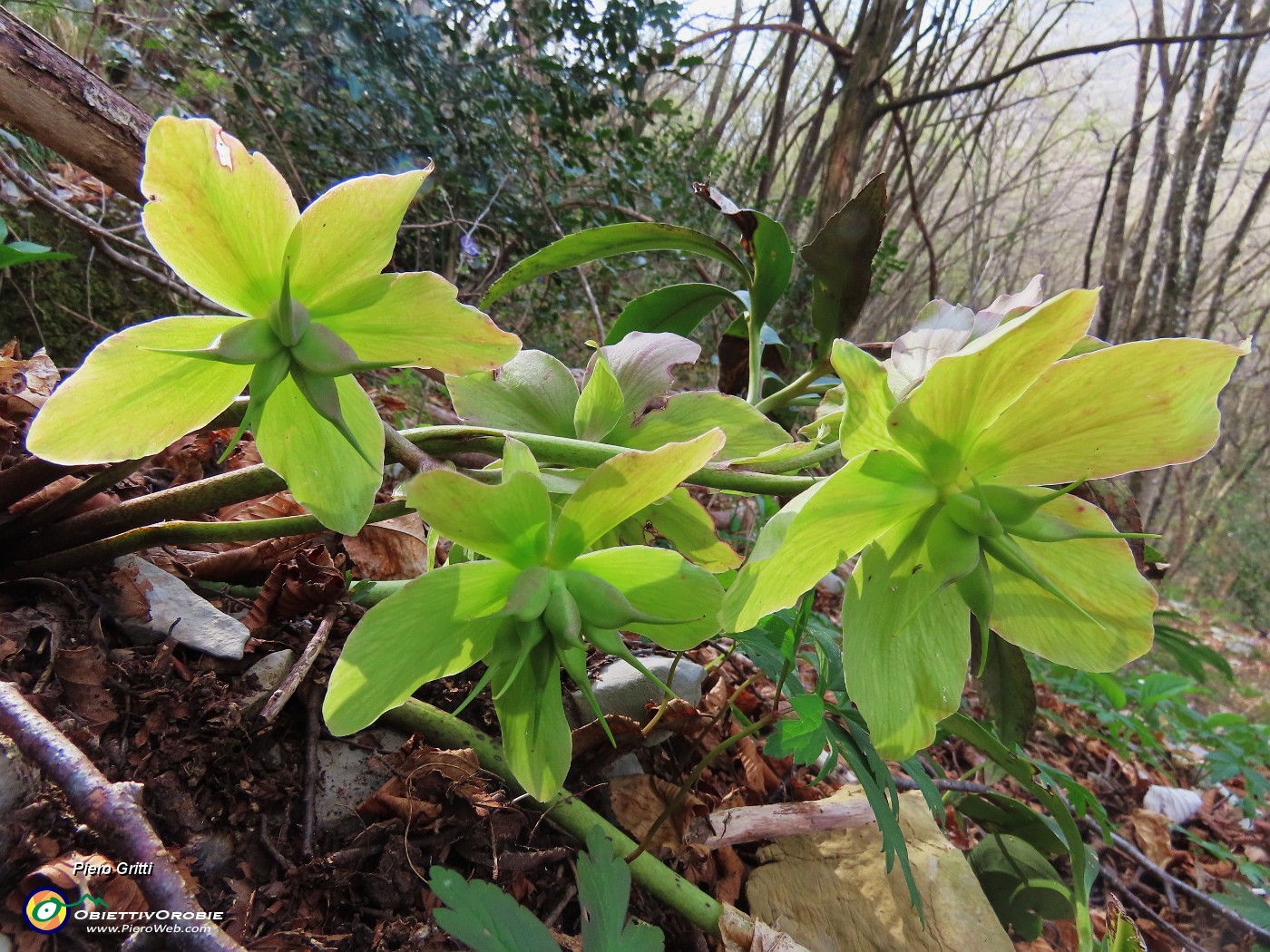 17 Helleborus viridis - Elleboro verde.JPG